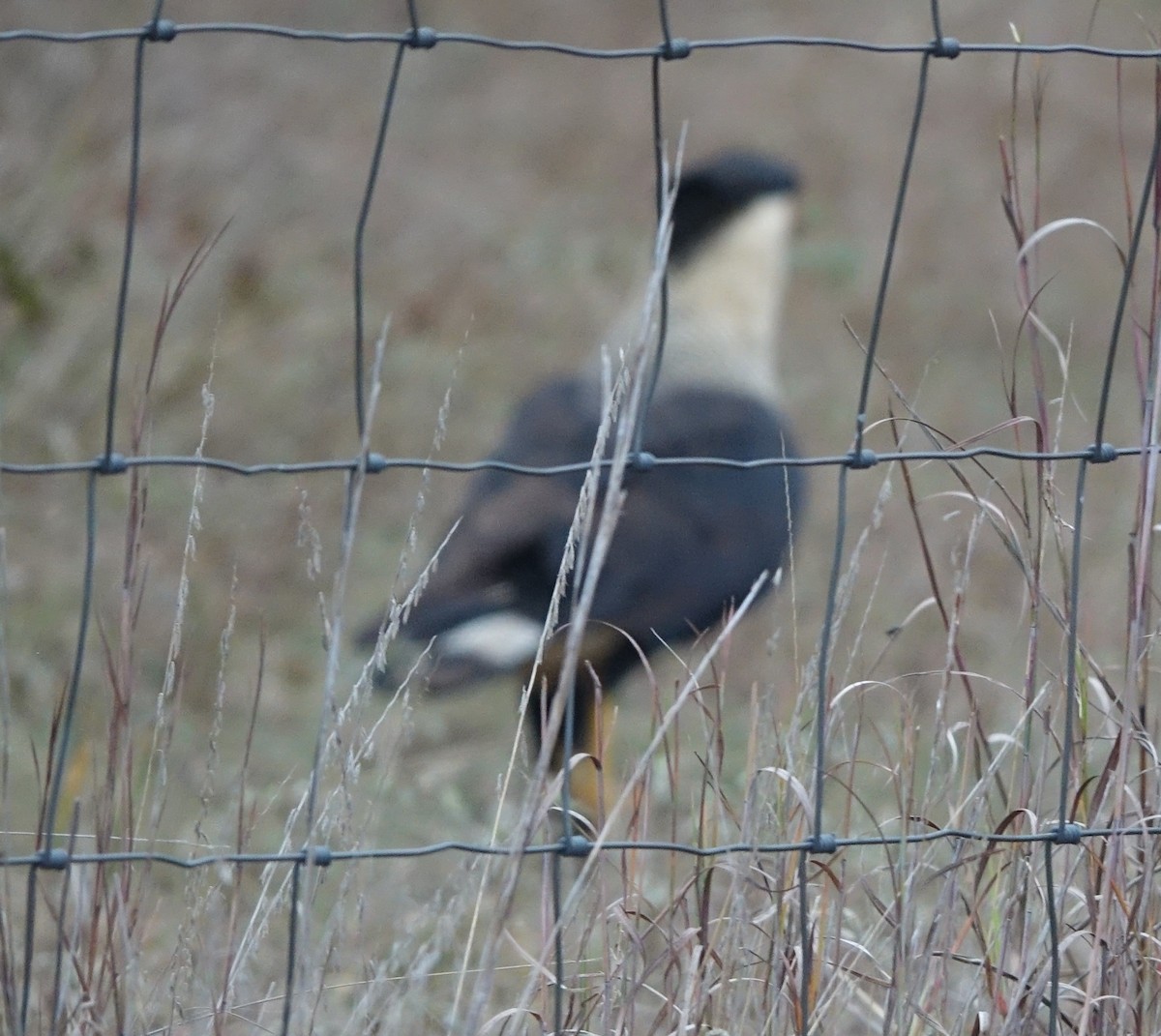 Crested Caracara - ML646905691