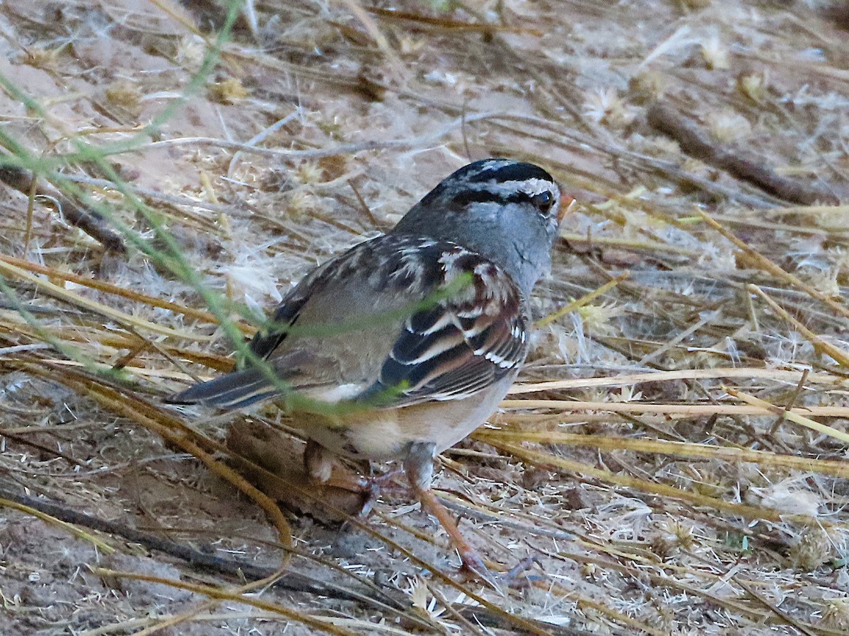 strnadec bělopásý - ML646905693