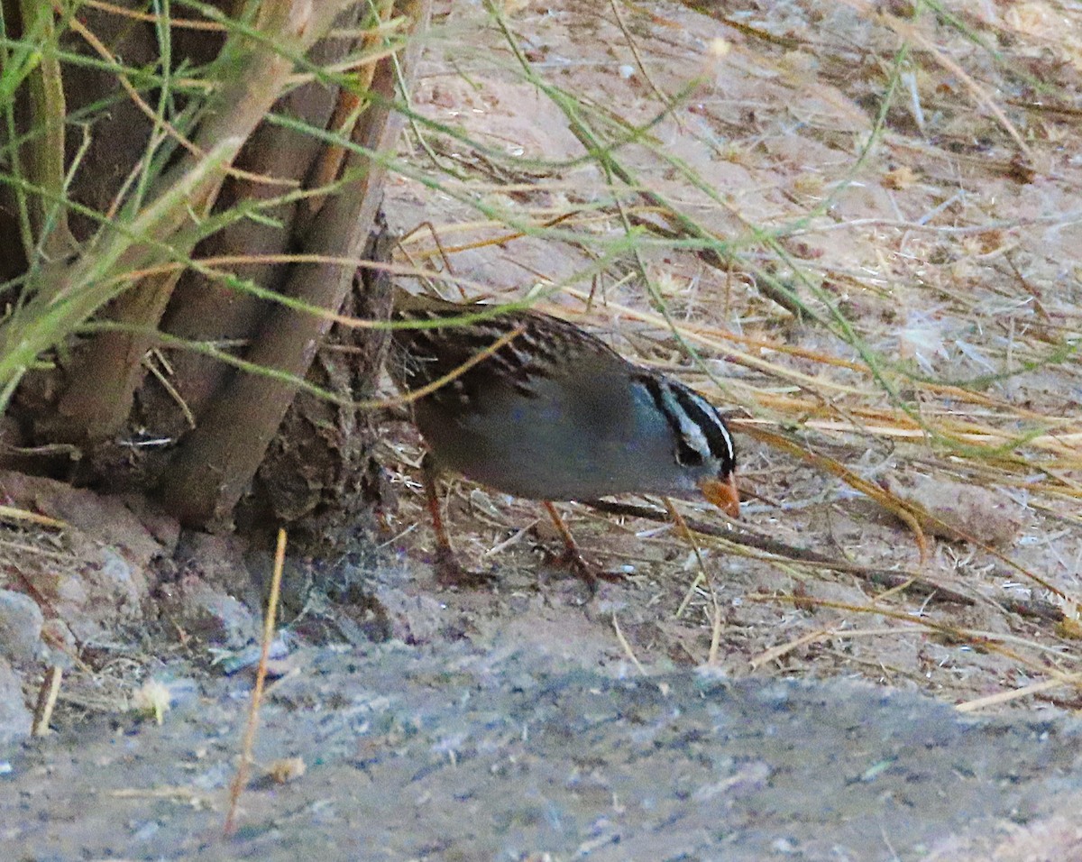 strnadec bělopásý - ML646905694