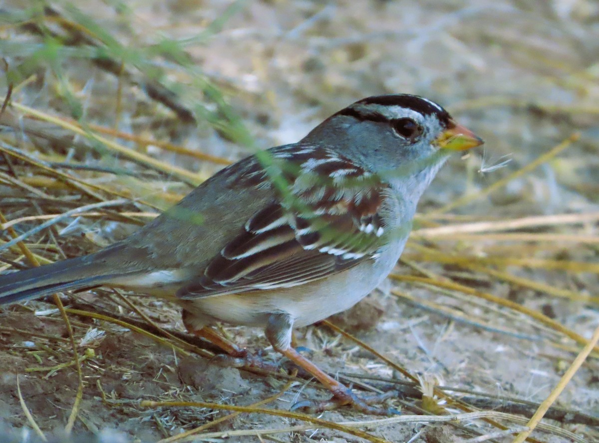 strnadec bělopásý - ML646905695