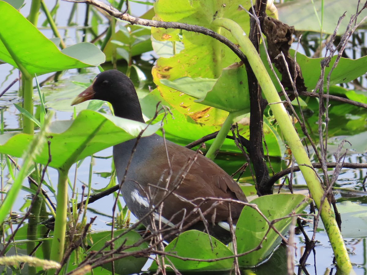 סופית אמריקנית - ML646905696