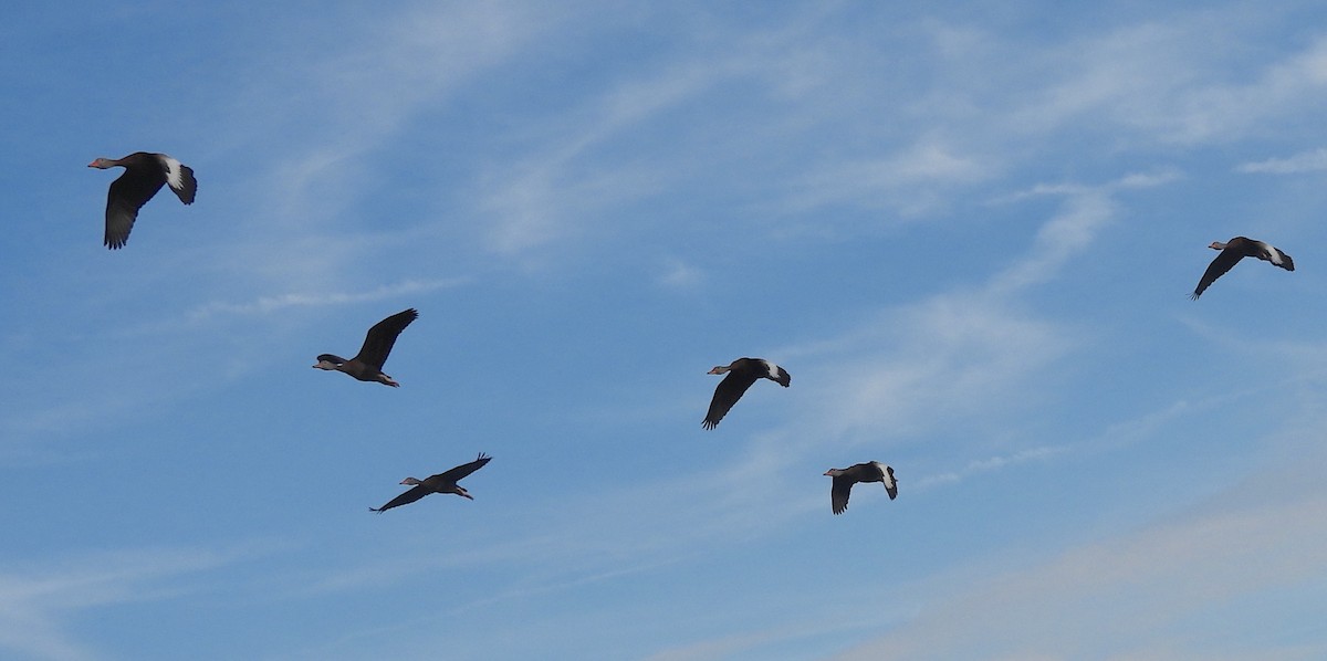 Black-bellied Whistling-Duck - ML646905699