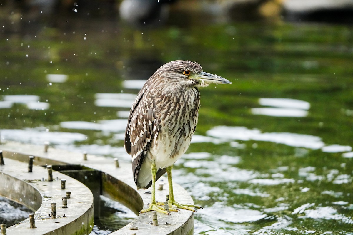 Кваква (nycticorax) - ML646905703