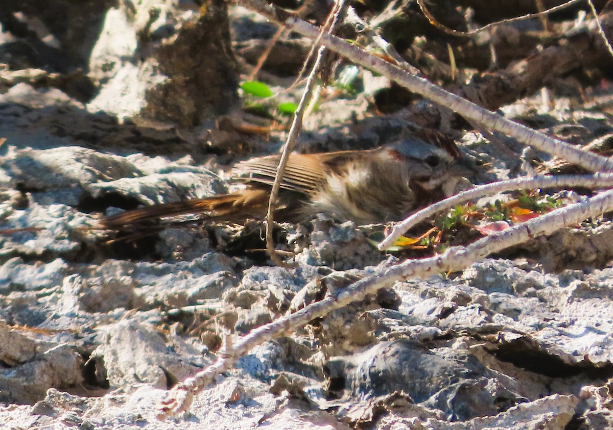 strnadec zpěvný - ML646905706