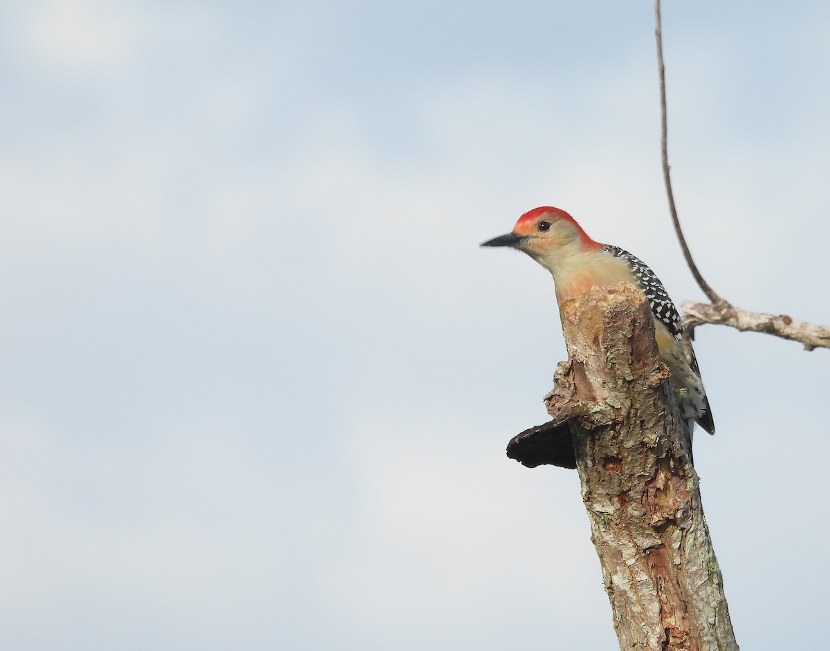 Red-bellied Woodpecker - ML646905711