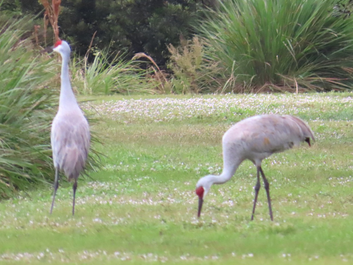 עגור קנדי - ML646905712