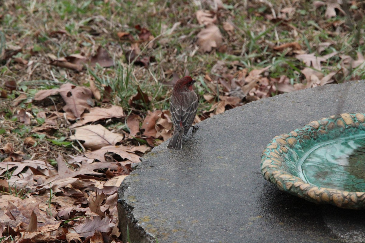 House Finch - ML646905714