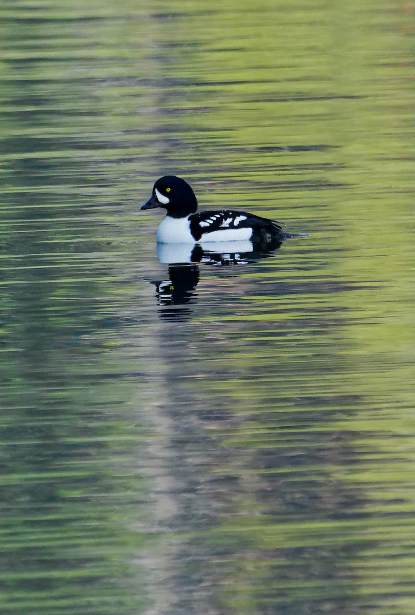 Barrow's Goldeneye - ML646905715