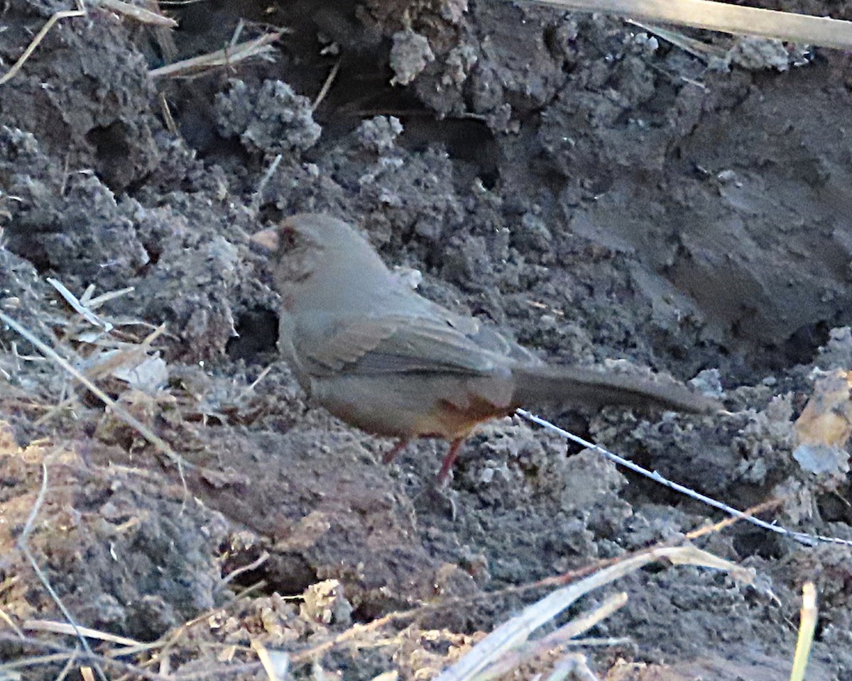Abert's Towhee - ML646905716