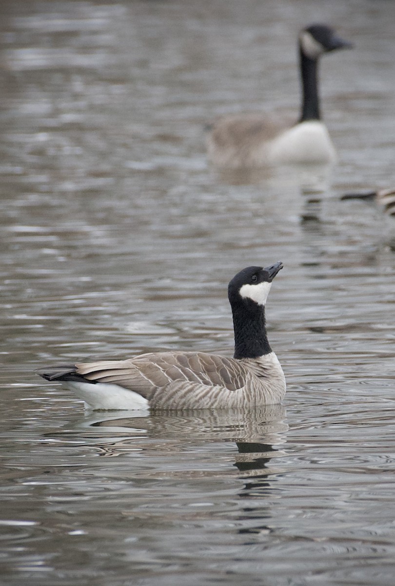 Zwergkanadagans - ML646905718