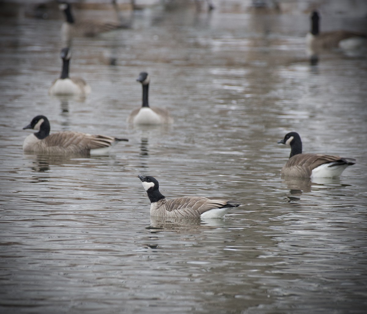 Zwergkanadagans - ML646905719