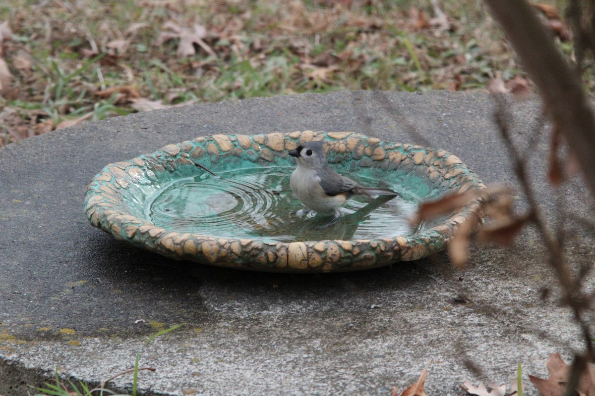 Tufted Titmouse - ML646905722