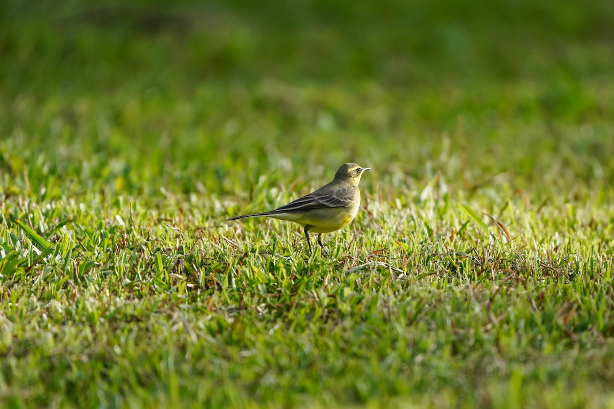 Берингийская жёлтая трясогузка (Зеленоголовая) - ML646905723