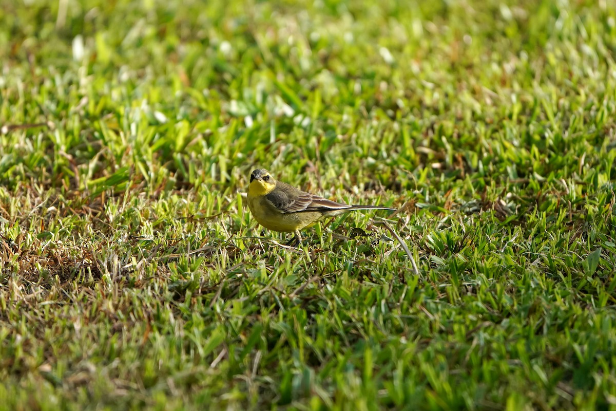 Берингийская жёлтая трясогузка (Зеленоголовая) - ML646905724