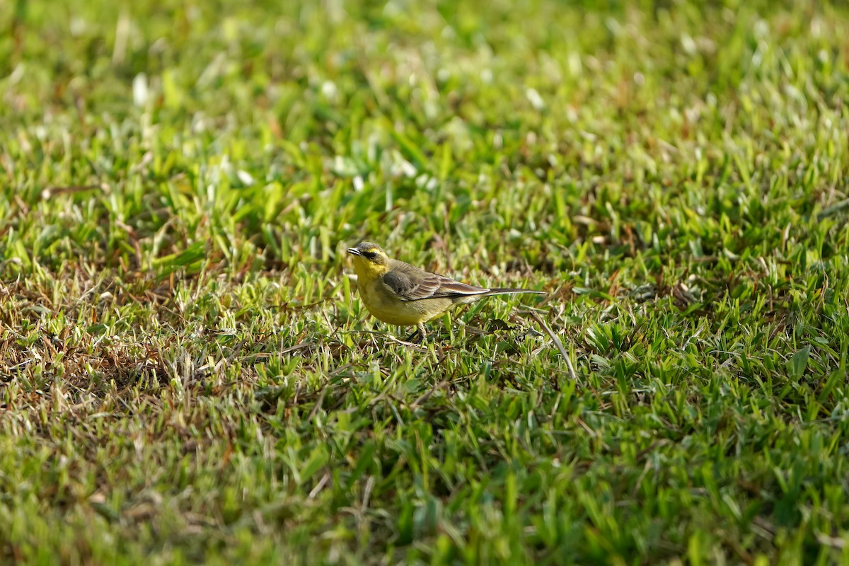Берингийская жёлтая трясогузка (Зеленоголовая) - ML646905725