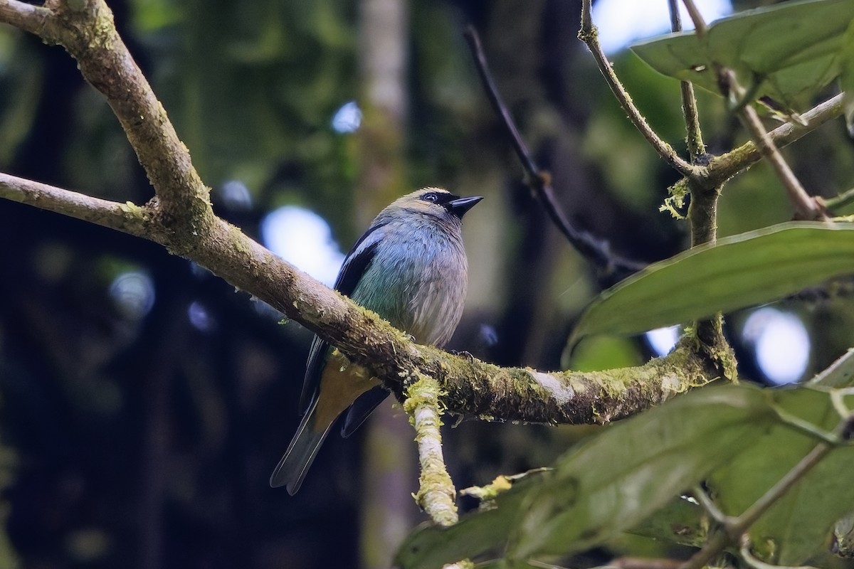 Metallic-green Tanager - ML646905726