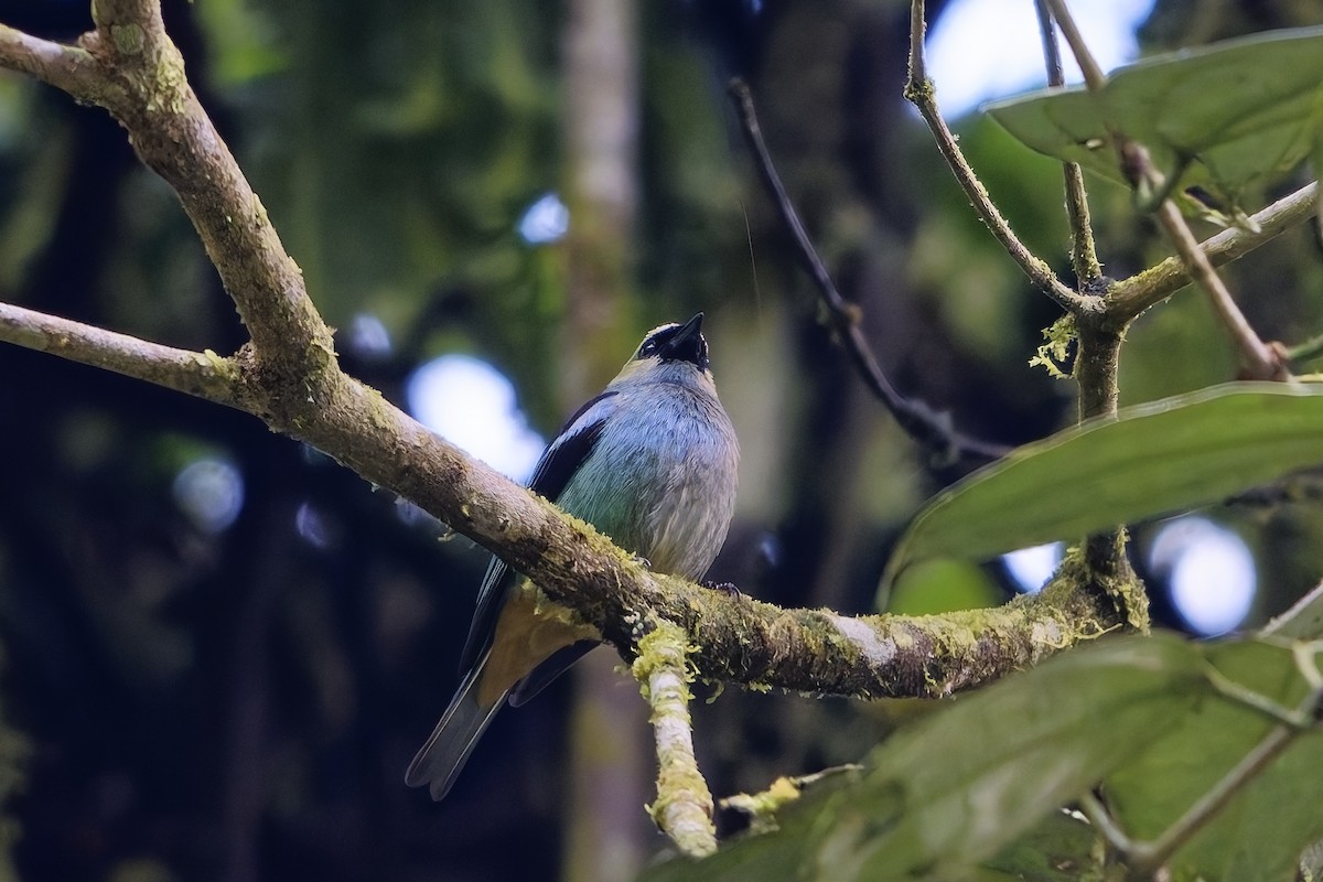 Metallic-green Tanager - ML646905727