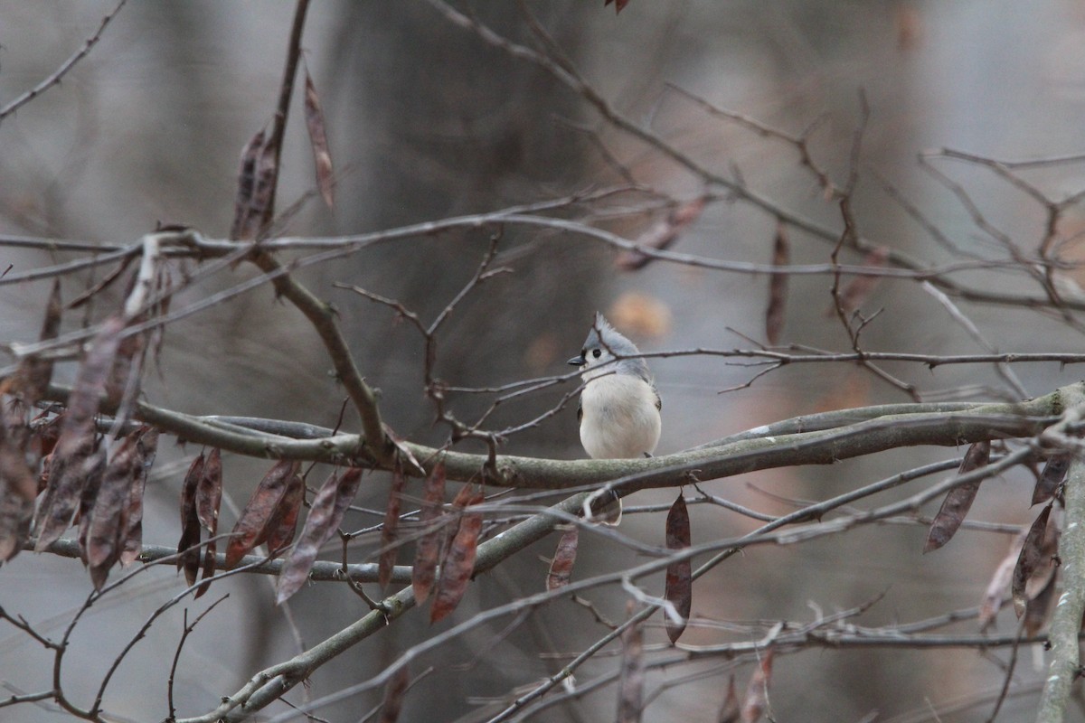 Tufted Titmouse - ML646905728