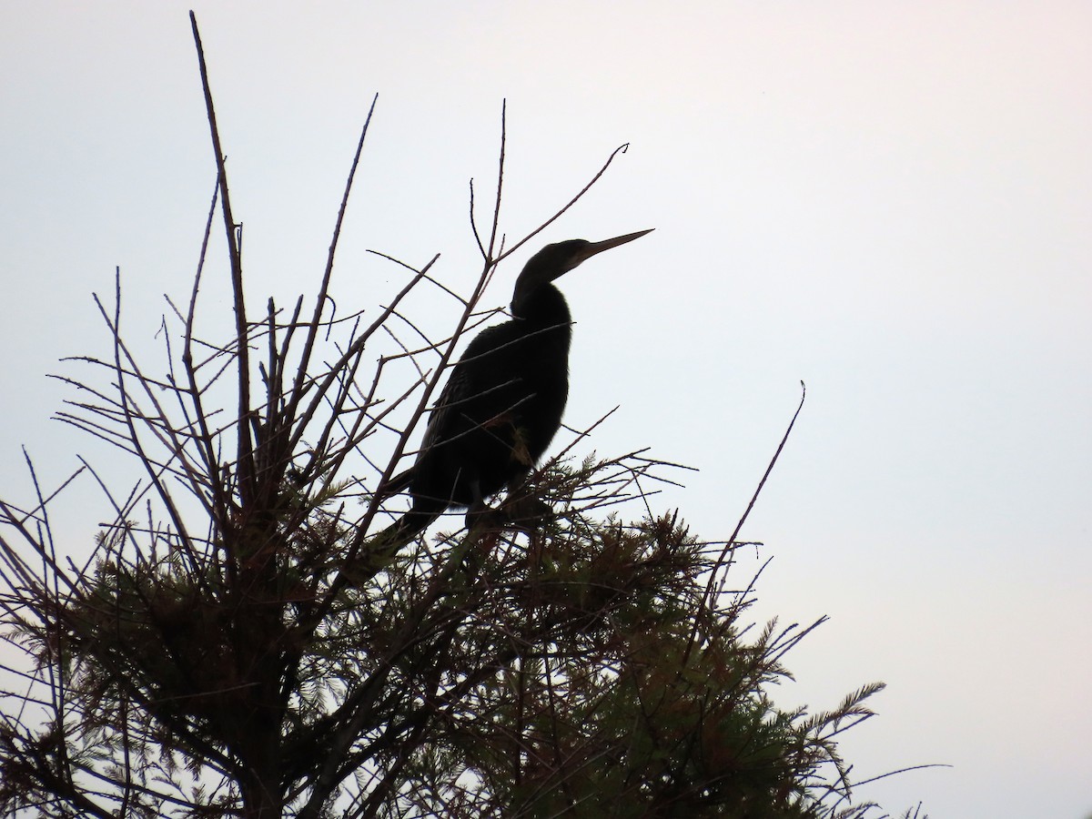 נחשון אמריקני - ML646905729