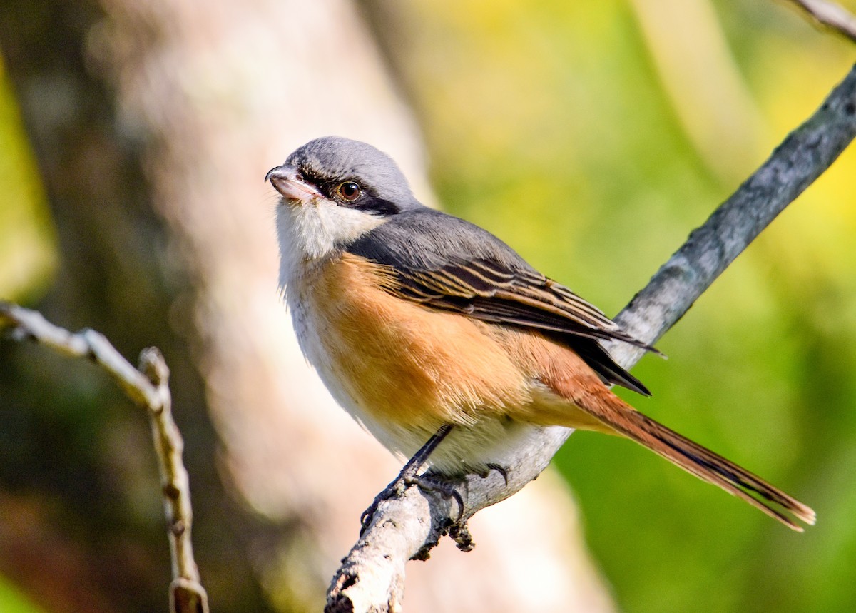 Gray-backed Shrike - ML646905730