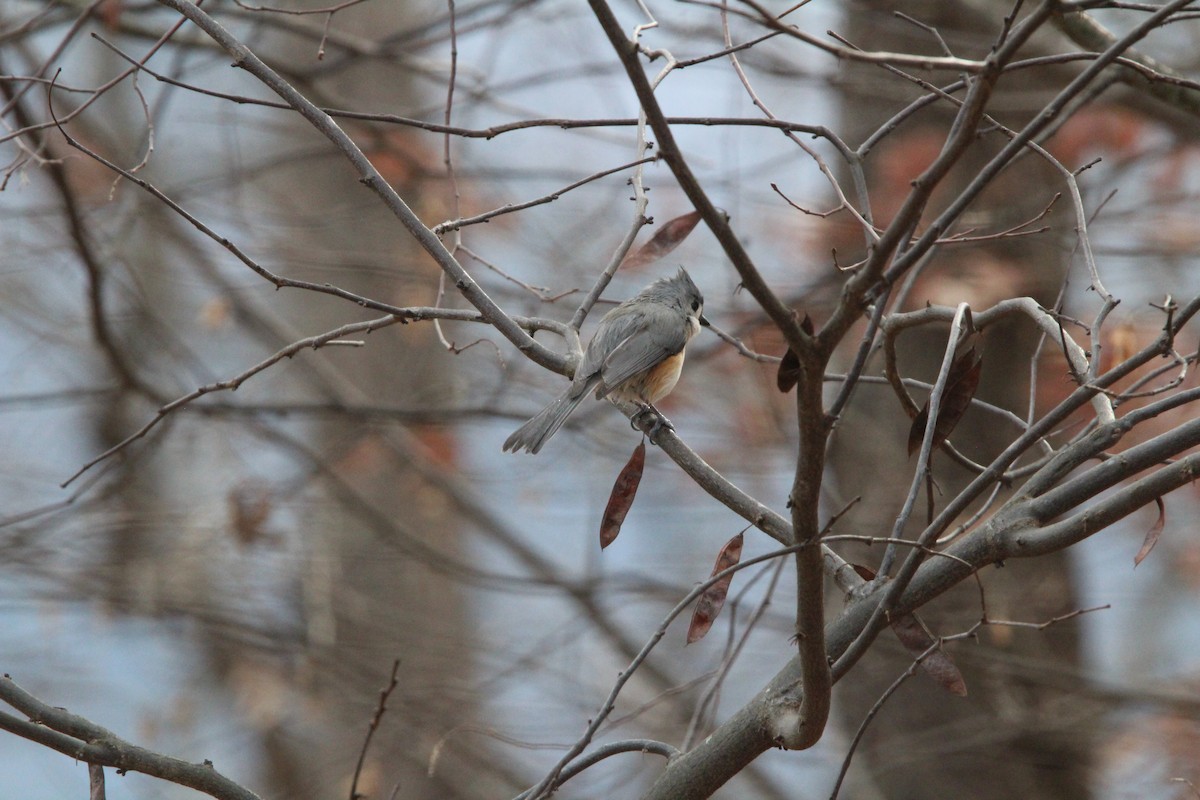 Tufted Titmouse - ML646905732