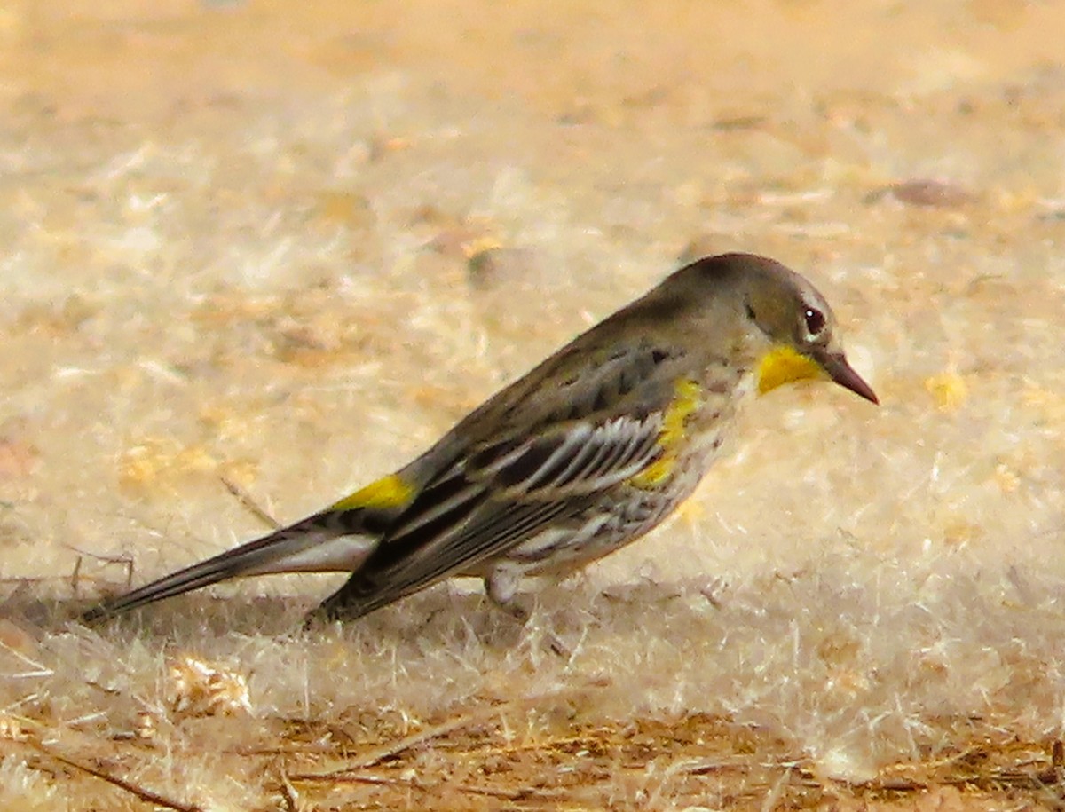 lesňáček žlutoskvrnný - ML646905734