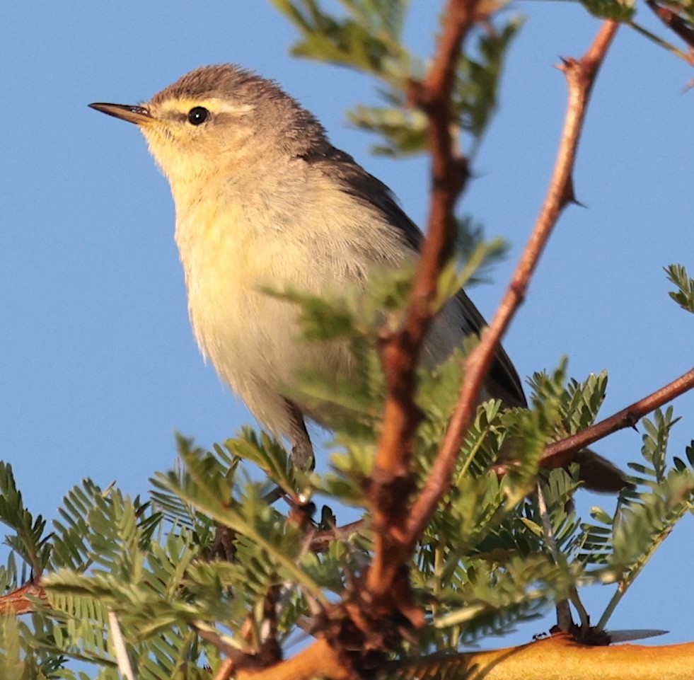 Willow Warbler - ML646905735