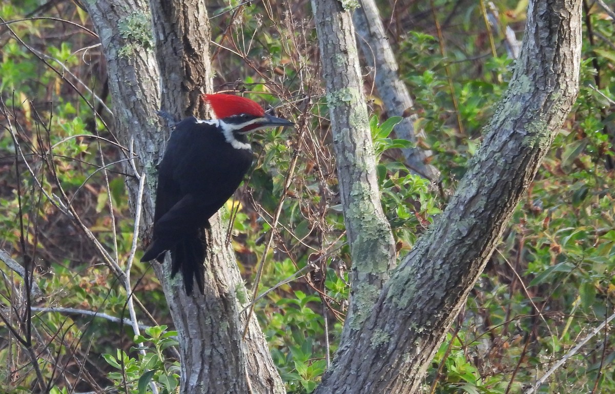 Pileated Woodpecker - ML646905736