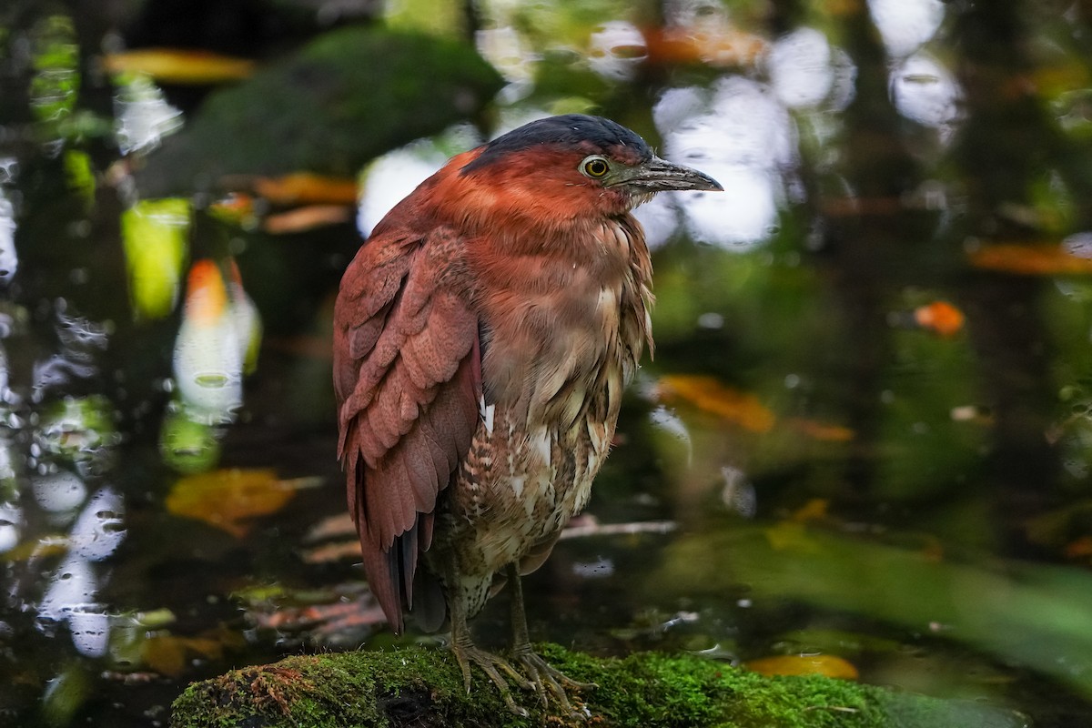 Чернохохлая кваква - ML646905737