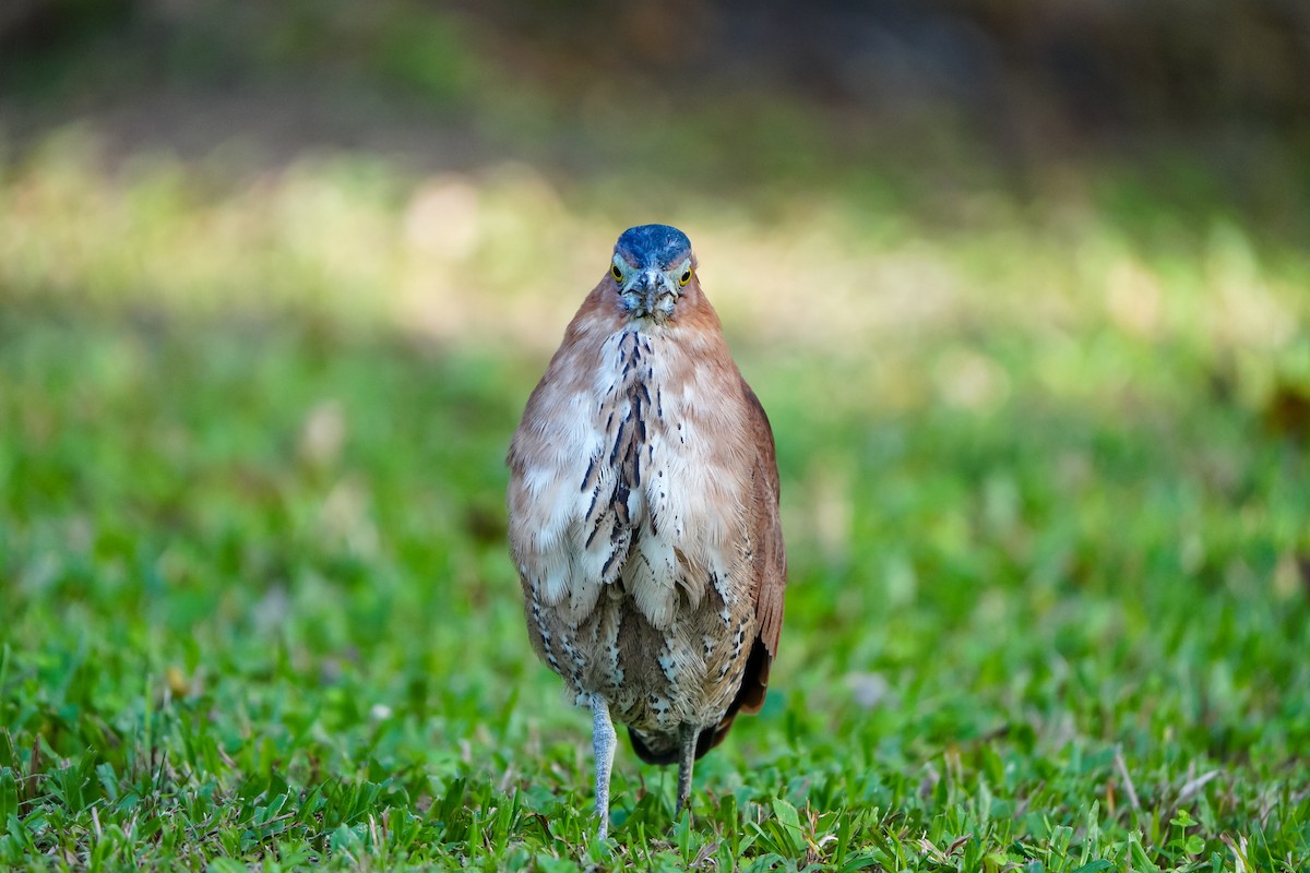 Чернохохлая кваква - ML646905738