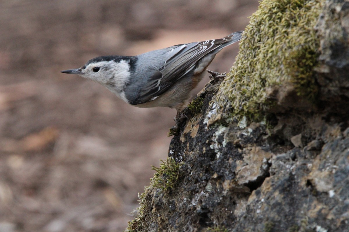 White-breasted Nuthatch - ML646905739