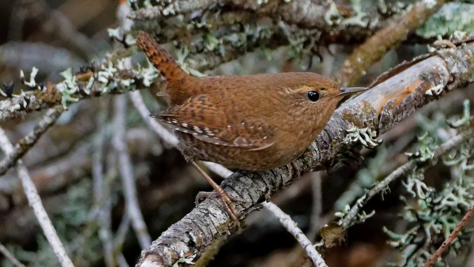 Pacific Wren - ML646905740