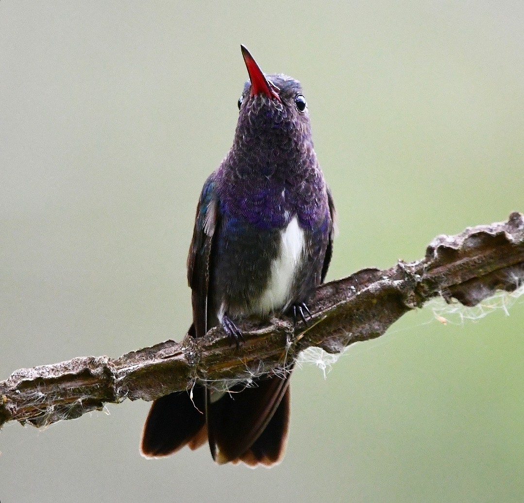 Saphiramazilie - ML646905742