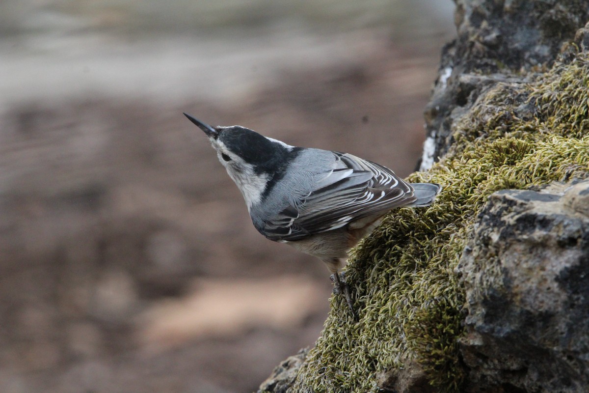 White-breasted Nuthatch - ML646905744