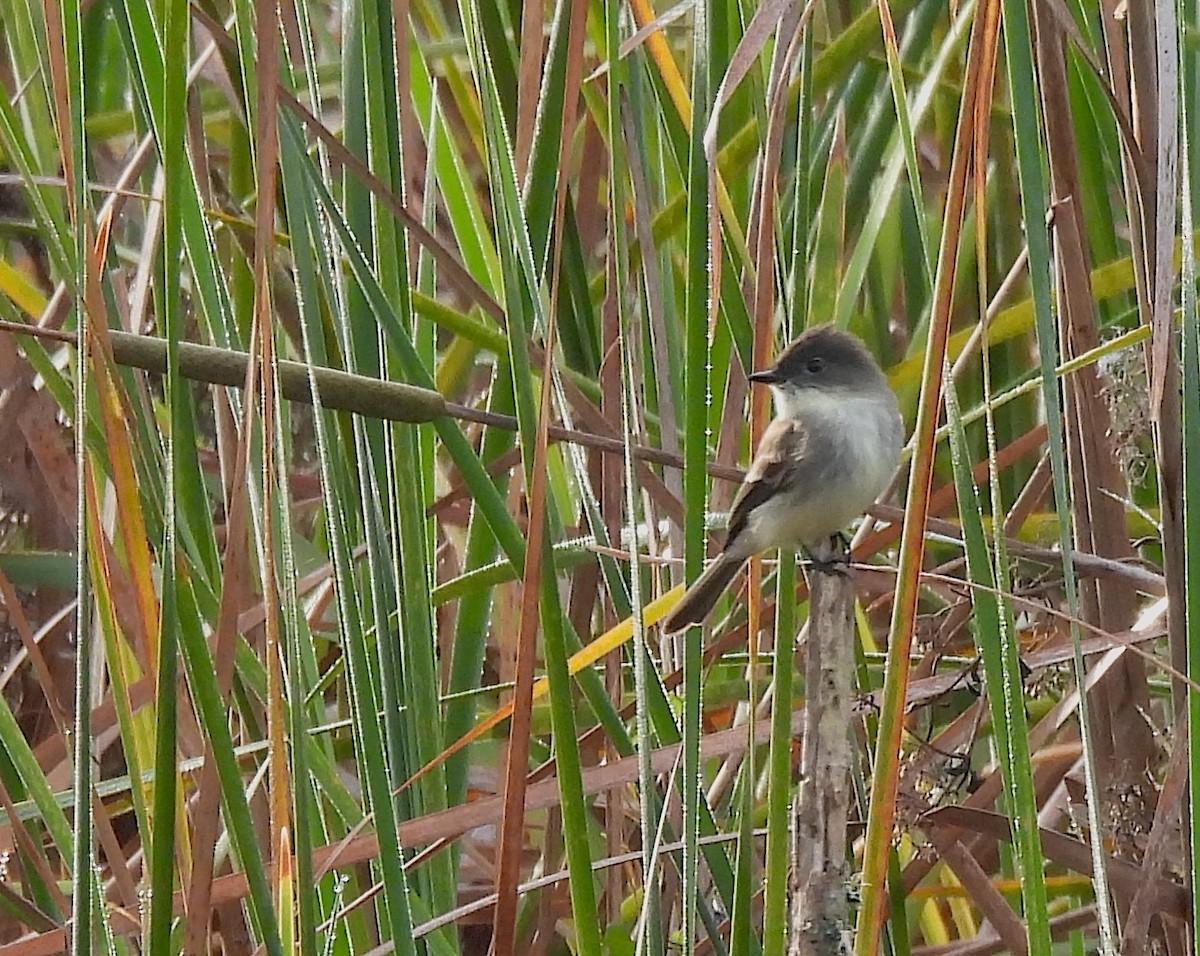 Eastern Phoebe - ML646905745