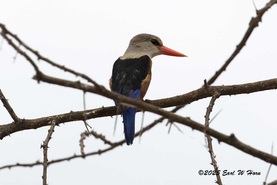Gray-headed Kingfisher - ML646905746