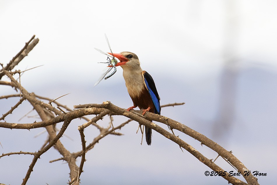 Gray-headed Kingfisher - ML646905747