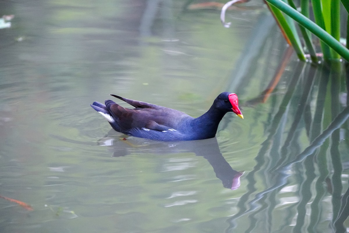 Камышница - ML646905748