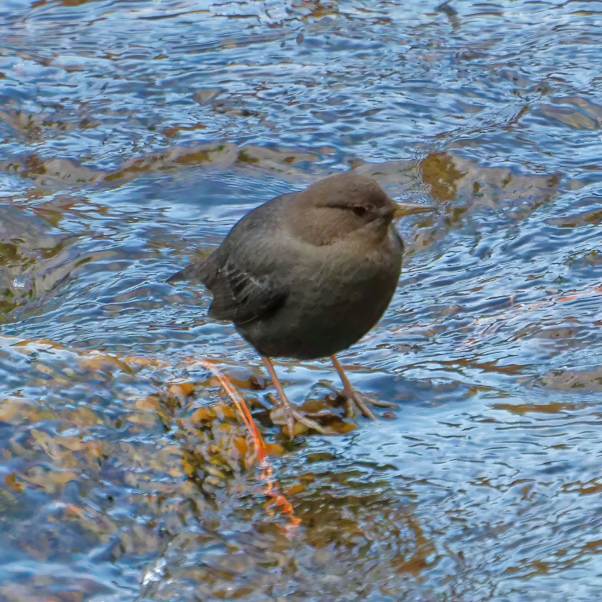 American Dipper - ML646905749