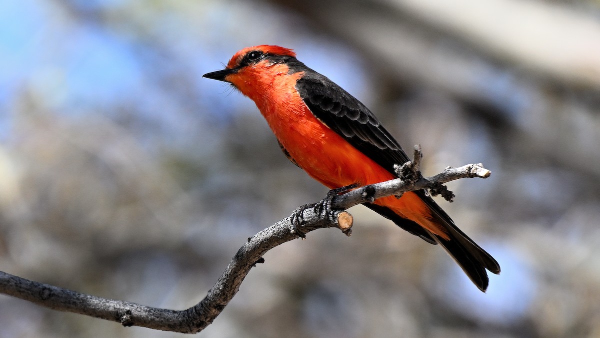 Moucherolle vermillon - ML646905750