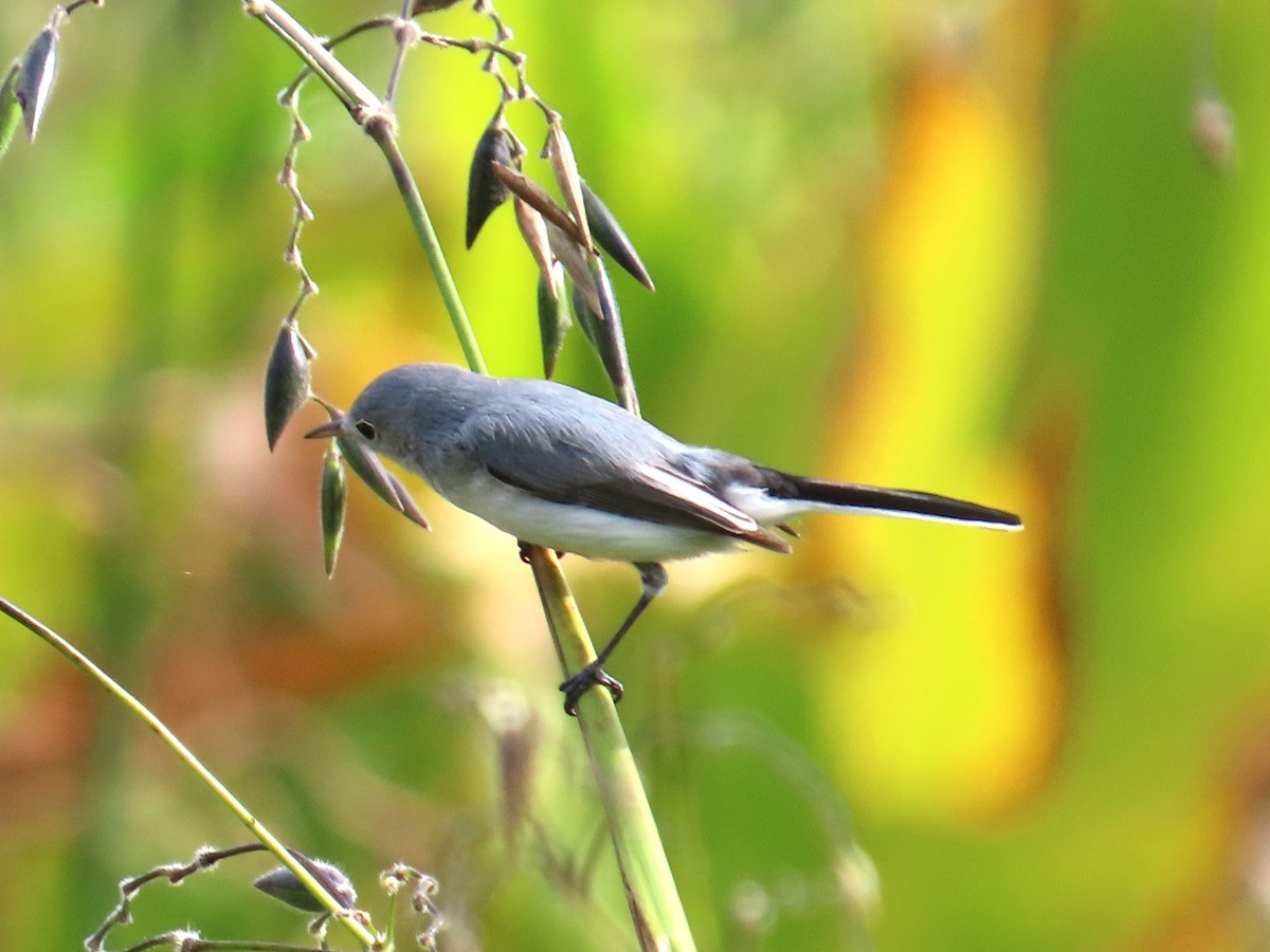 ברחשית כחלחלה - ML646905751