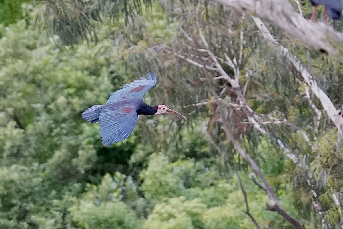 Southern Bald Ibis - ML646905752