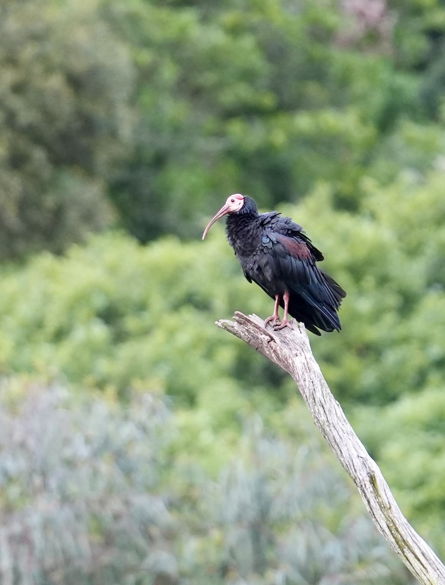 Southern Bald Ibis - ML646905753
