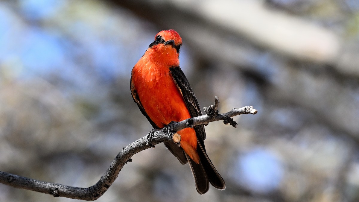 Moucherolle vermillon - ML646905755