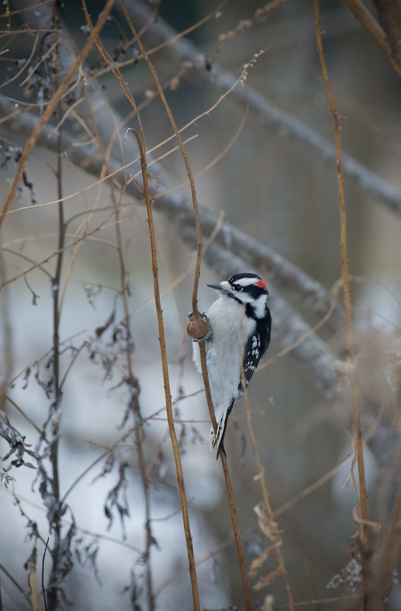 Dunenspecht - ML646905757