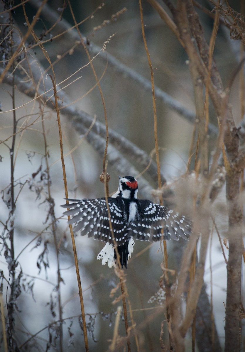 Dunenspecht - ML646905758