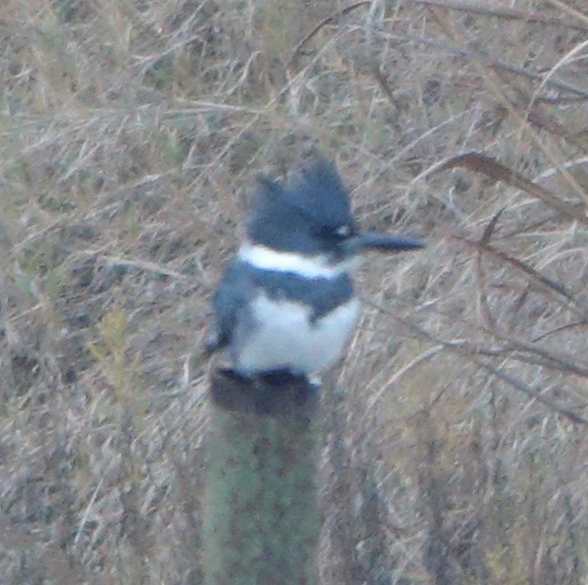 Belted Kingfisher - ML646905759