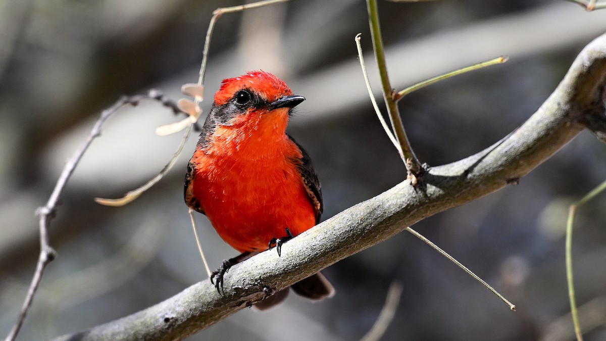 Moucherolle vermillon - ML646905760