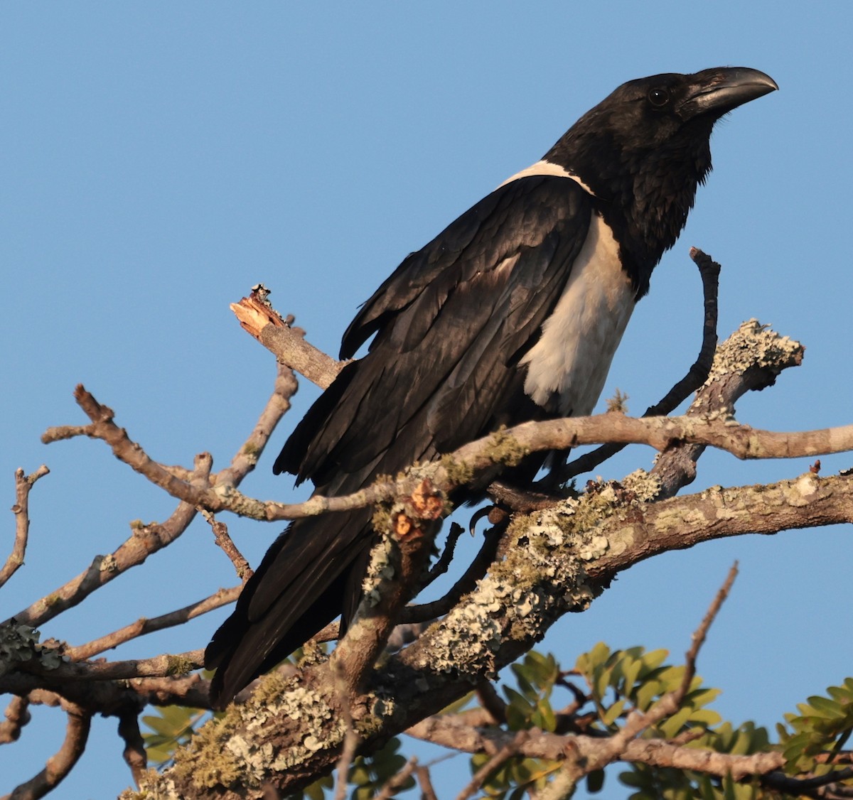 hvitbrystkråke - ML646905761