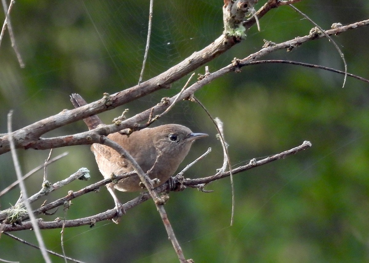 Northern House Wren - ML646905762